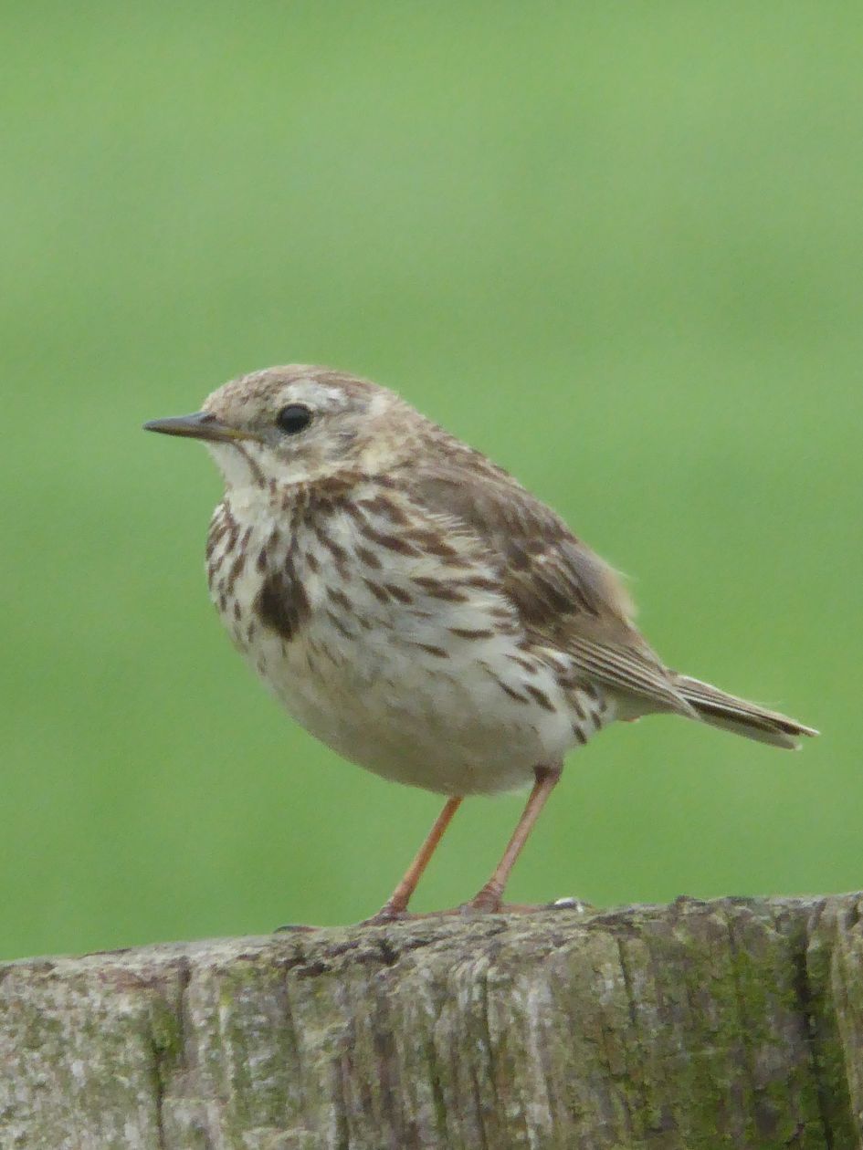 wat is dit voor een vogeltje?